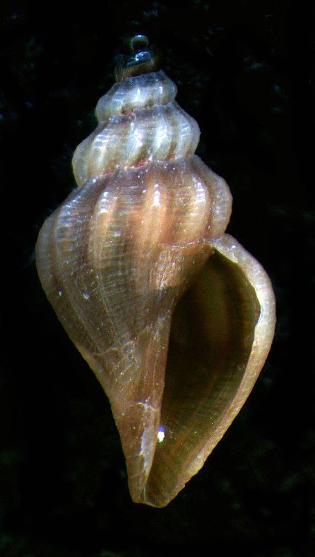 Mangelia sicula????